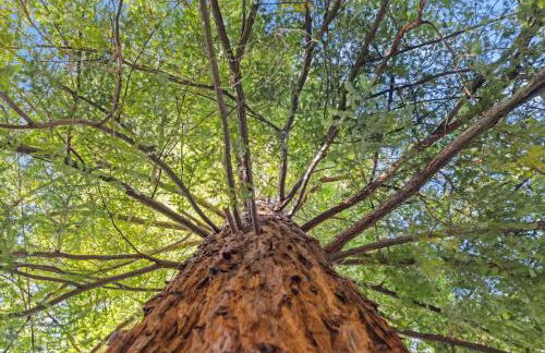 Modern Organic Home with Backyard Creek near State Park - Foto 37