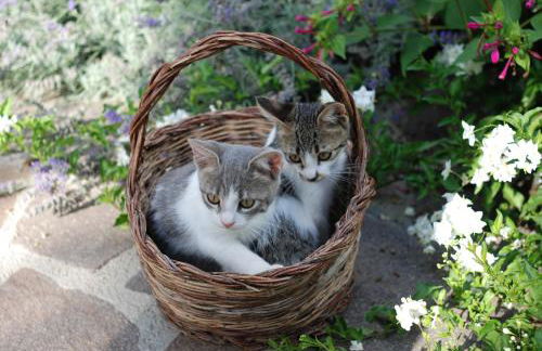 Agriturismo Fattoria Walden - Foto 26