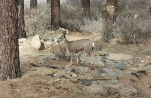 6000 sqft Pine House with indoor swimming pool - Foto 49