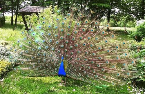 Dwór Podstolice - House of Rosenthal - Foto 14