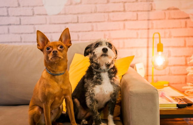 LOCAR-IN GRAMADO- Onze-1 - Foto 16