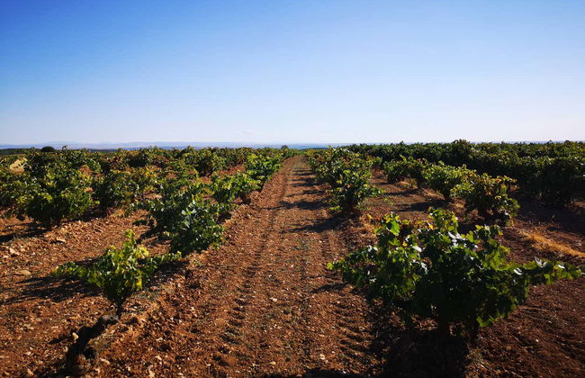 Visita à vinícola Las dos Antiguas - Foto 3