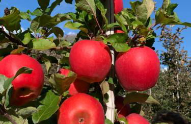 Klostergut - Foto 15