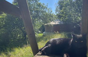 La Parenthèse - Spa et billard - Se ressourcer entre ville et forêt - Foto 17