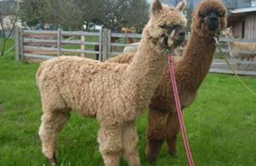 Ferienhaus Alpaka Glück - Foto 38