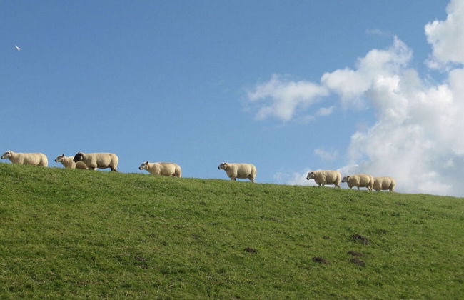 Roof-only House Modern Retreat - Photo 14