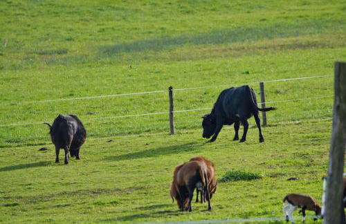 Berg- und Seeblick - Foto 17