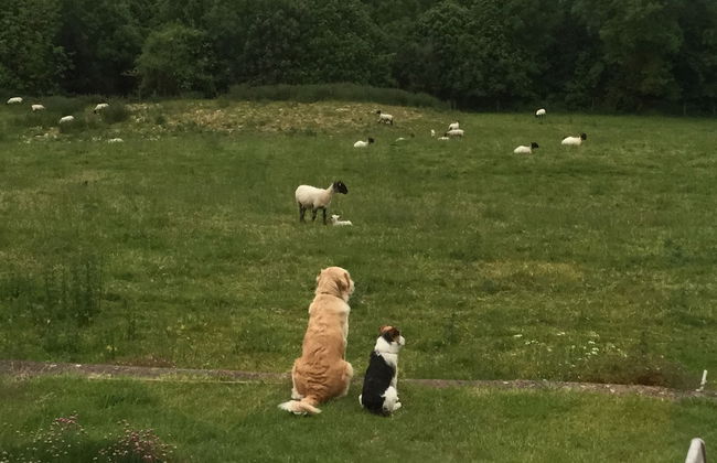 Courtyard Cottage - Adults Only - Photo 22