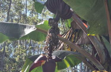 Sítio com Casa de Madeira com 2 quartos 100m2 px Centro de Salesópolis - Foto 44