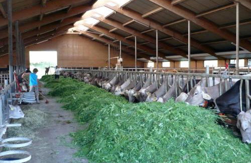 Ferienbauernhof Köpf - Foto 14