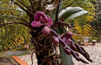 Casa de campo com cachoeira no quintal - Foto 58