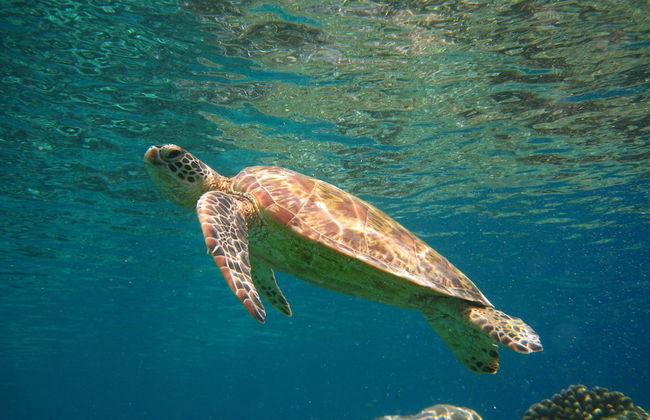 Sipadan Inn Service Apartments Semporna - Foto 33