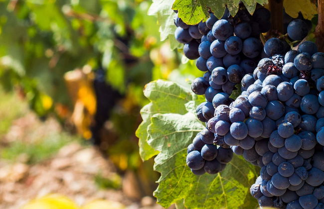 Visite des caves à vin Urbina - Photo 1