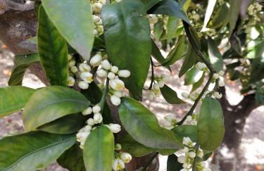 La maiolica - Foto 48