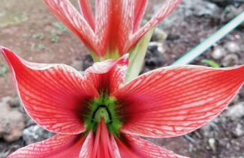 CASA RURAL LIMÓN Y SOL - Foto 40