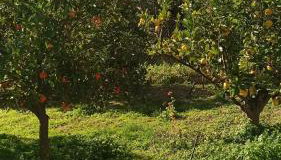 O'GERA Greek resort house in the mountains - Foto 2, Garden