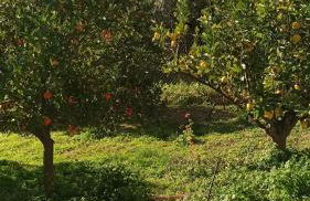 O'GERA Greek resort house in the mountains - Foto 2