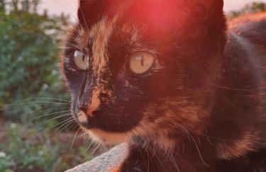 Beautiful View 3 Arco da Calheta - Ilha da Madeira - Foto 9
