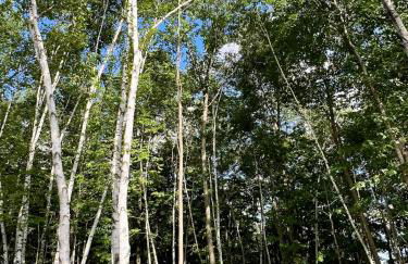 Maison Flambeau - Foto 54