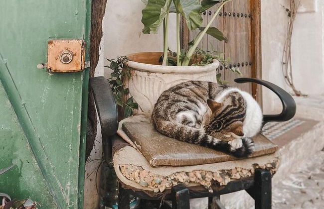 Tanger Excursion privée d'une journée au départ de Malaga/Tarifa All inclusive - Photo 11