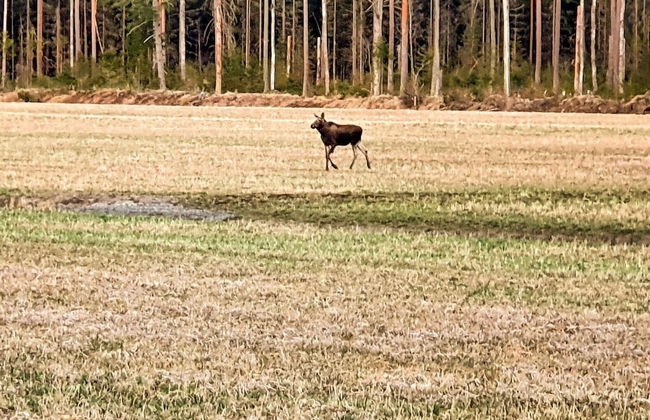 4 Person Holiday Home in Karlskoga-by Traum - Foto 13