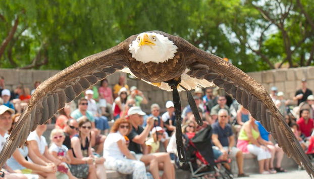 Show de aves rapaces en el Jungle Park