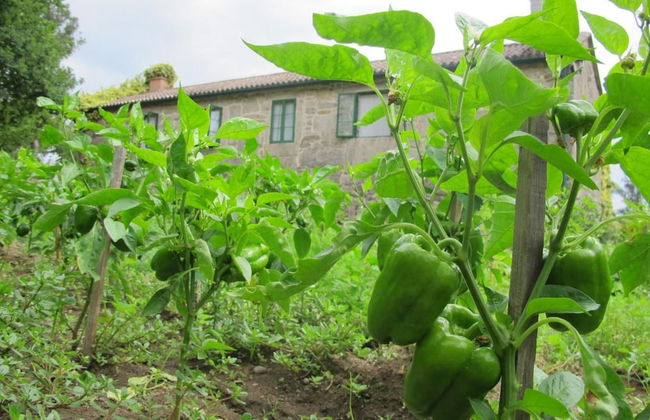 Casa do Cribeiro - Photo 49