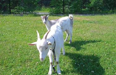 Agroturystyka u Chlebków - Photo 69