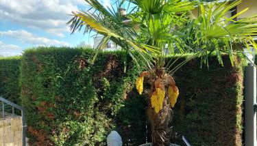 Apartament Nadine - Foto 5, Garden