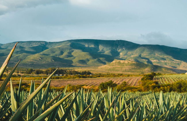 Tequila Tour + Distillery Visit with Tasting - Photo 1