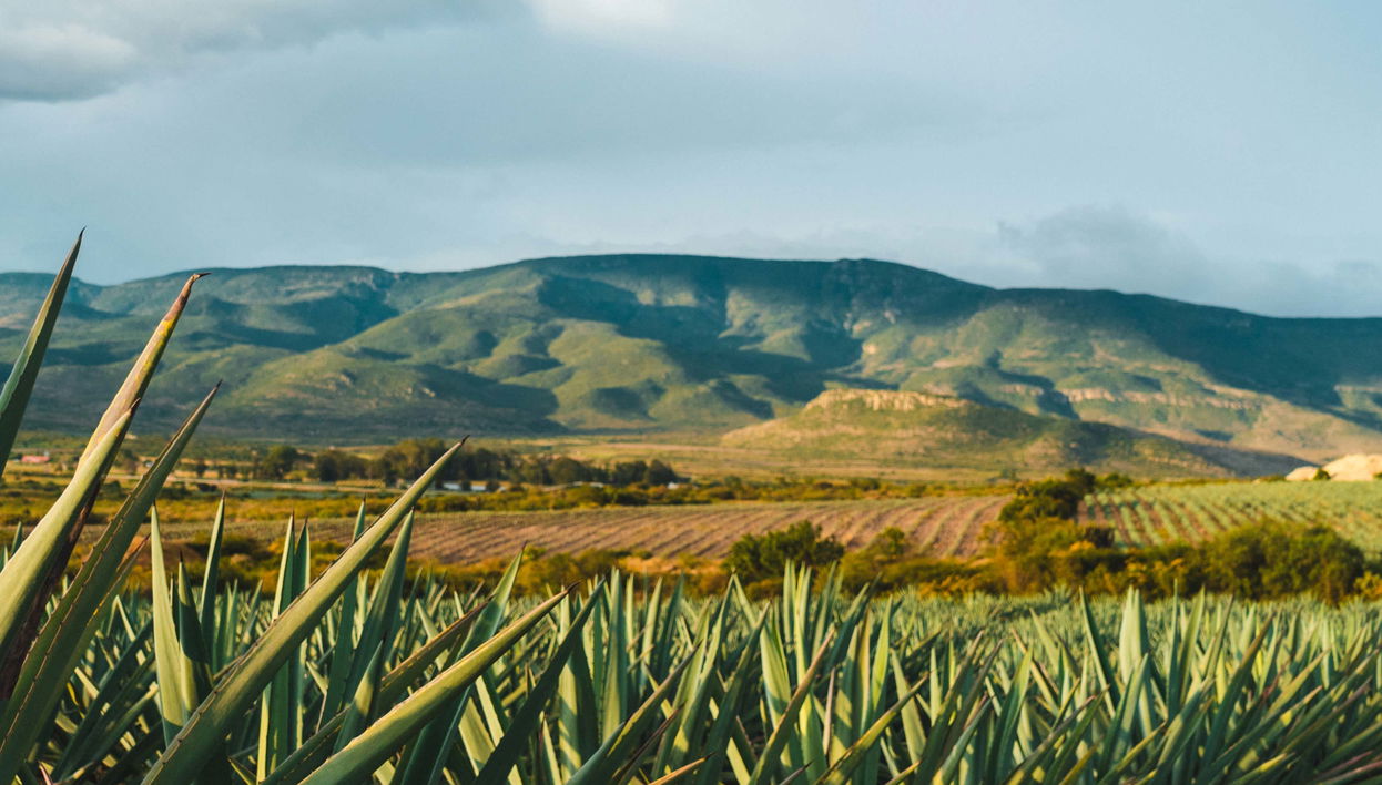 Tequila Tour + Distillery Visit with Tasting