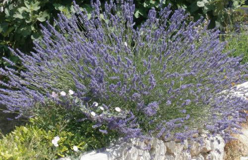 Apartment Maslina - Foto 45