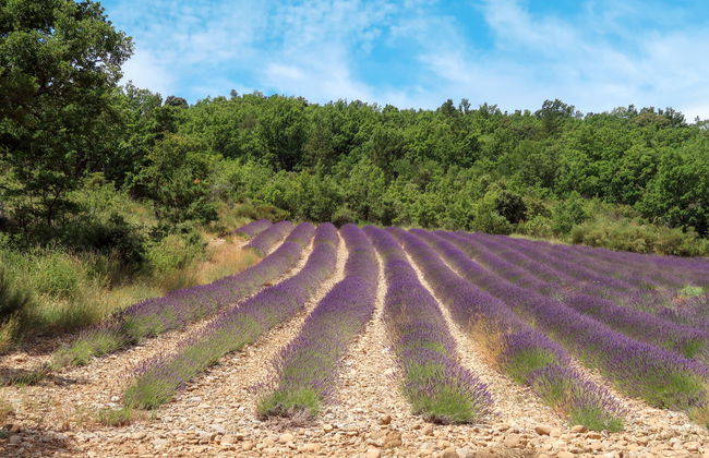 Le Prunier - Foto 18