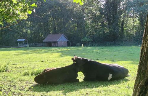 Hirschblick - Foto 25