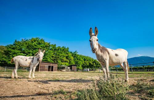 Agriturismo La Pertica - Foto 23