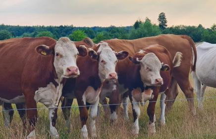 Królewska Sielanka - Foto 37