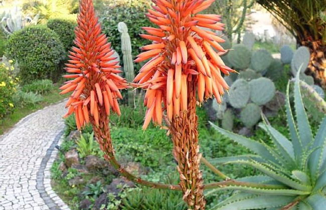 Quinta Pedagógica da Samoqueirinha Duna Parque Resorts & Hotels - Foto 47