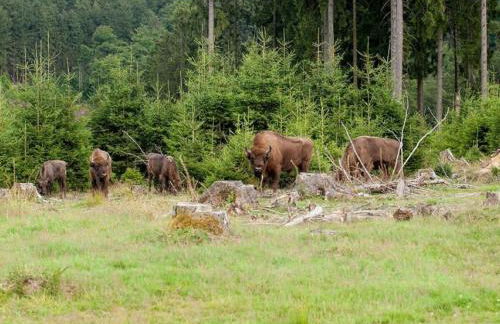 Ferienwohnung in Kierspe, Sauerland - Foto 67