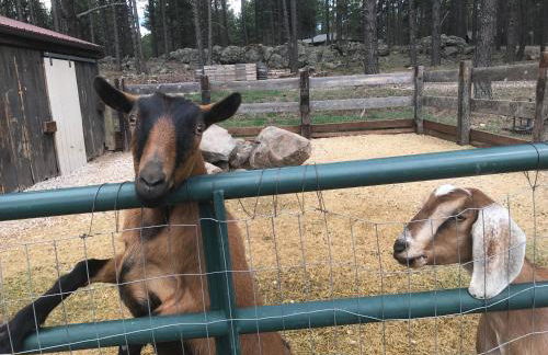 Grand Canyon Cottage at Historic Wrigley Ranch with Horseback Riding & Hiking - Foto 23