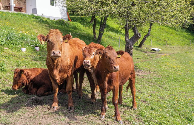 Eco Farm Mikl Pine Tree Apartment - Foto 12