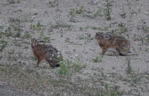 Feriendomizil am Störmthaler See, Lagovida, Leipziger Neuseenland, Großpösna, Privatstrand - Foto 54