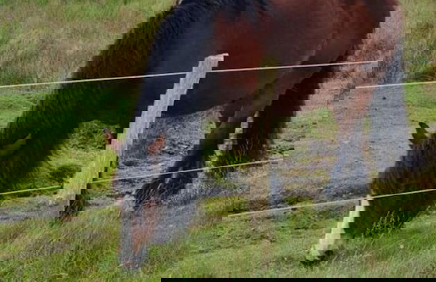 De Seekobb -beachgoers - Foto 26