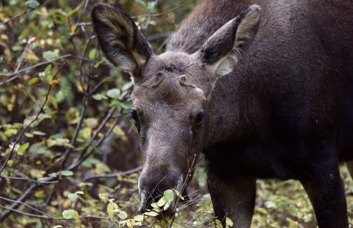 Gorgeous Jackson Hole Condo in Top location with Great Views and Private Deck with Barbeque! - Foto 36