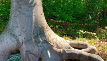 Haus Oberkirchen Nähe Winterberg bis 20 P - Foto 3