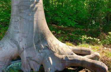 Haus Astenblick in Winterberg für bis zu 35 Personen für Wanderveranstaltungen und Familienfeiern - Foto 22