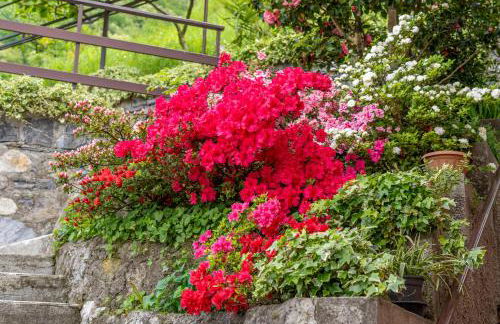 Bellavista garden and flowers - Foto 20