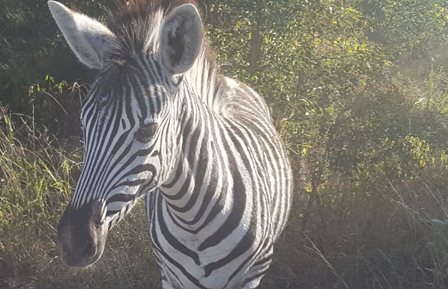 Kruger National Elephant Point Lodge - Foto 49