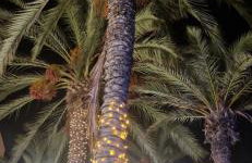 Torrevieja Playa y Mar - Foto 19