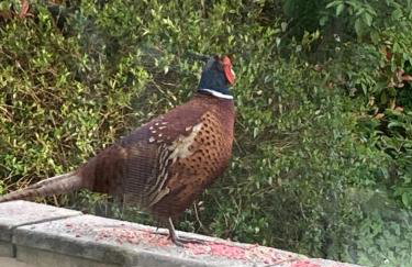 East Hillerton House - Foto 72