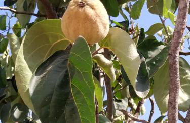 Starbal Apt - Foto 24